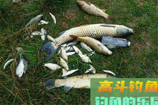 初秋想要钓大鱼，要钓两风和两雨