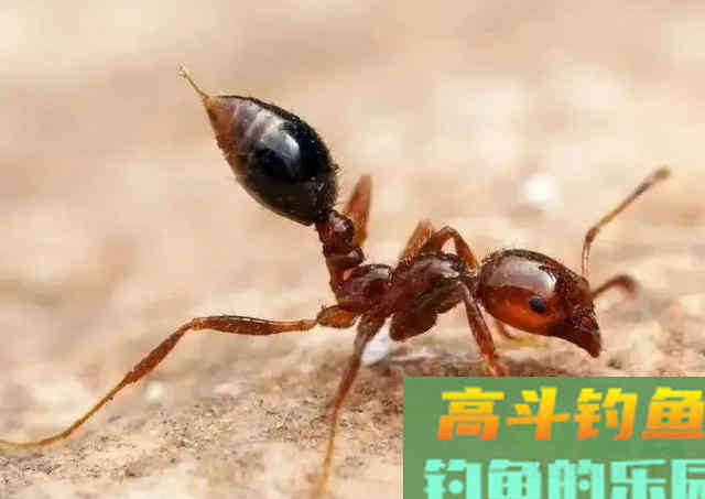 夏天野钓要小心这3种动物，比蚊子狠太多