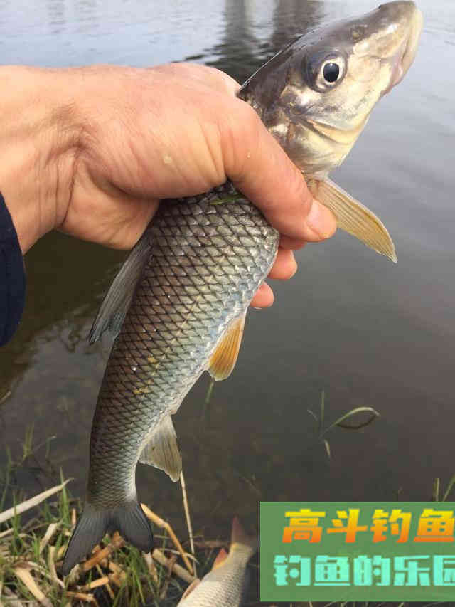 暮春钓鱼抓住这四大要点，大鲫大鲤真的不是事！
