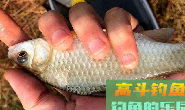 钓鱼遇到倒春寒，应该怎么办？通过这几个方法解决