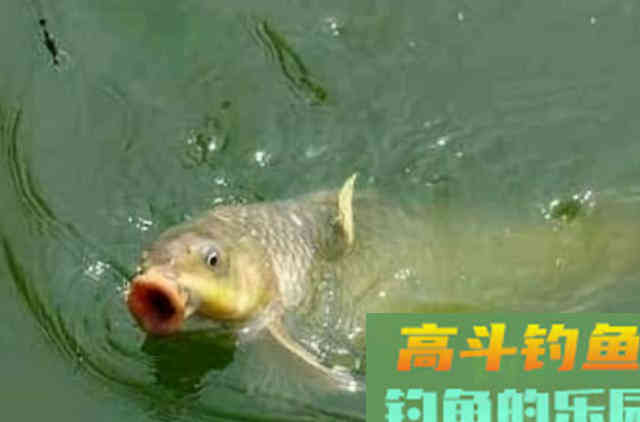 秋钓掌握这5个调整策略，钓不过瘾