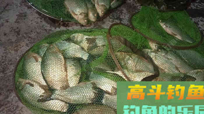 详谈冬季黑坑钓鲫鱼，成就坑冠之路