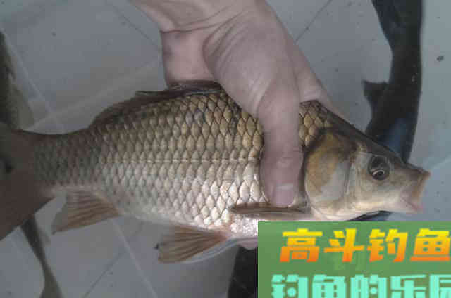 冬钓唯独这3大调整最关键，试过的人不简单