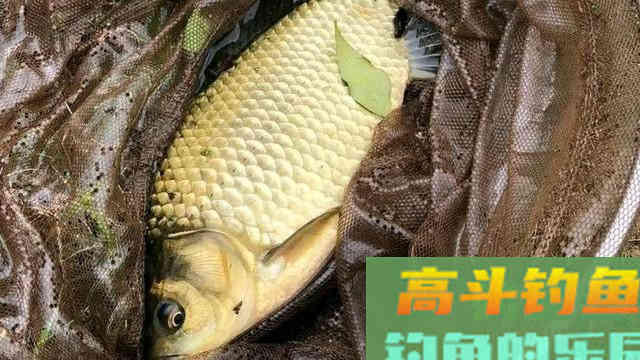 冬季小钩细线配大漂，这样去调钓，鱼口再轻也能抓得准
