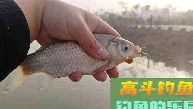 冬钓鲫鱼把握方法和时机，这四点要明确