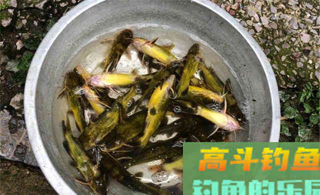 秋季钓鱼要用怪招，打窝聚鱼不走寻常路