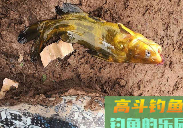 清明前后钓鱼，要想渔获多多，就不能按套路出牌