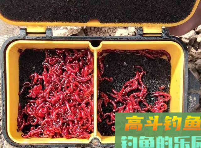 冬季钓鱼问得最多的问题，我给你们圈出了7个