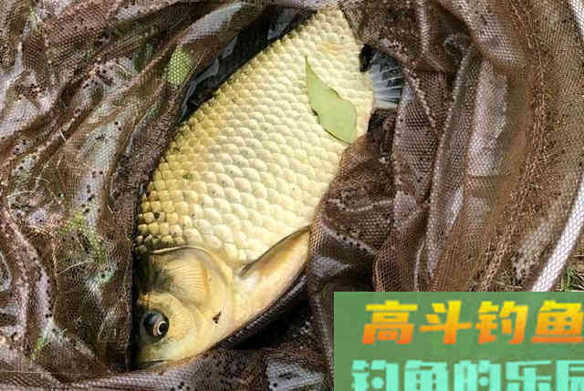冬季钓鱼要牢记这四点，就算再冷也一样能够渔获满满