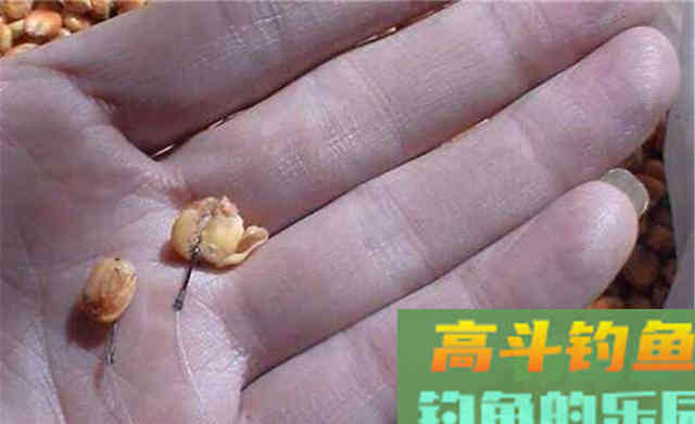 入秋后钓鱼，要去大水面钓大鱼，有5个基本规律