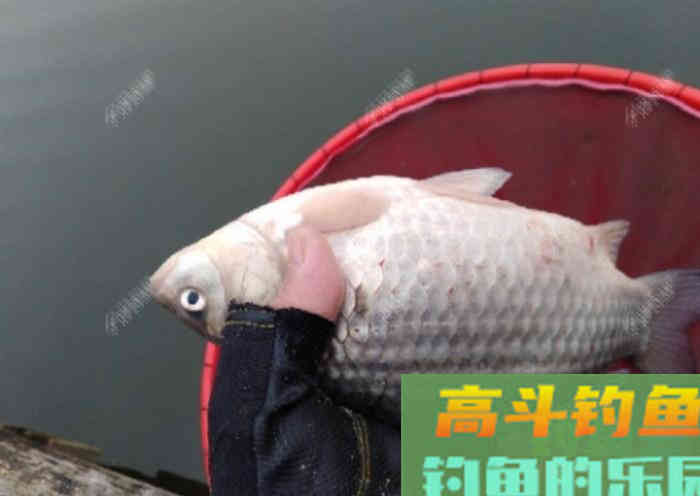 立春到惊蛰，惊蛰到清明等，这段时间钓鱼技巧