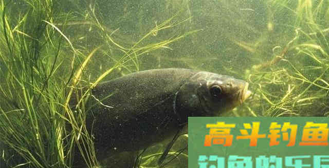春季倒春寒别浪费，看好时机去钓太容易爆护