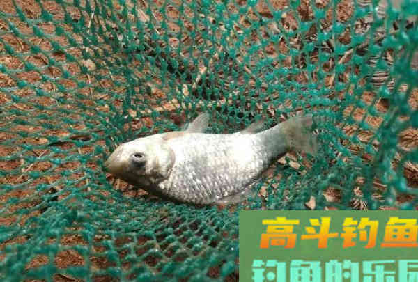 钓鱼人的春天，小钩细线享清欢。