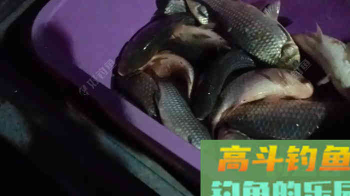 详谈冬季黑坑钓鲫鱼，成就坑冠之路