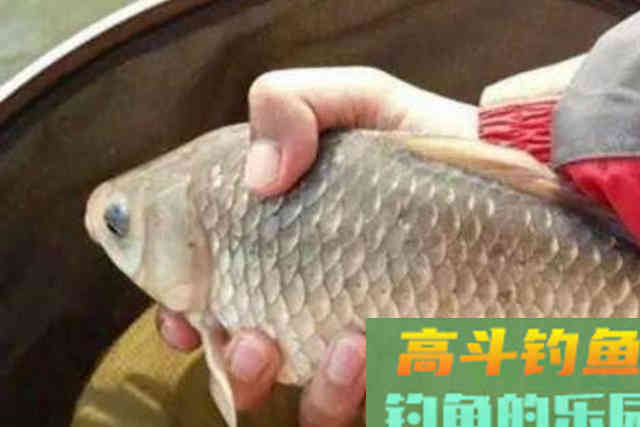 冬天冷，你确定大板鲫不上钩？用这3招搞定