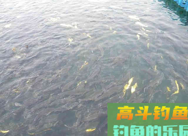 春钓鱼儿上浮不开口怎么办？三个办法解决