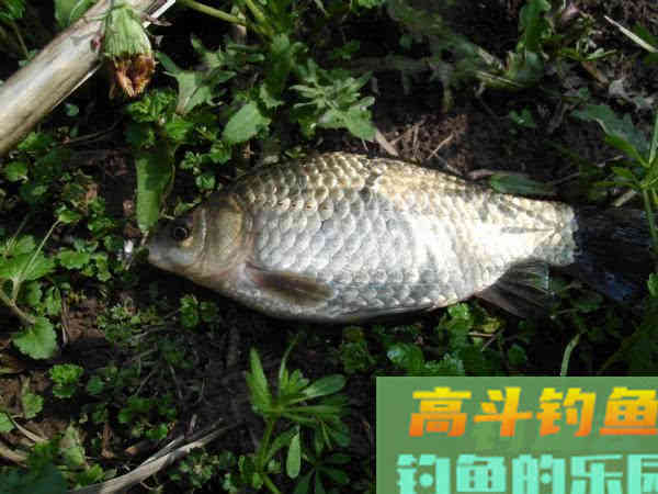 春钓要像钓到鱼，要从钓位、钓具、窝饵、钓法等作手