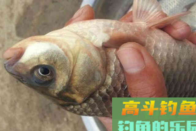 冬天气温低，诱鱼慢到想封竿？赶紧试试这3招