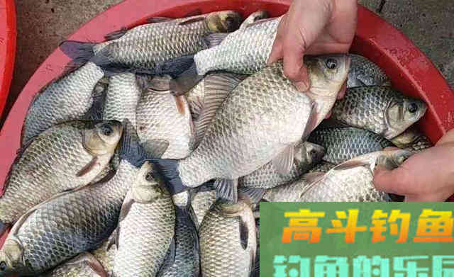 冬季传统钓的这四大优势，台钓真的比不了