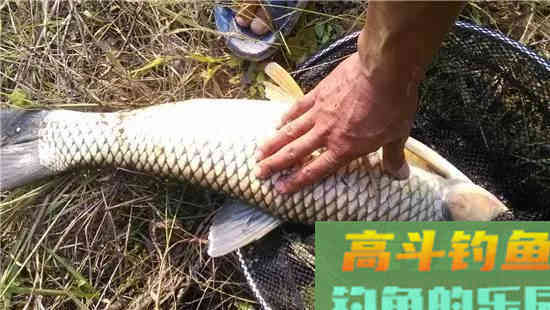 夏季温高大鱼都在深水，可以试试滑漂钓法