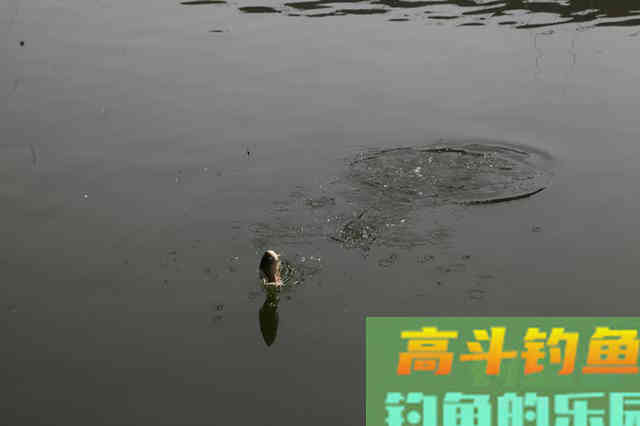 秋季野钓想要好渔获，这些变化就得了然于心