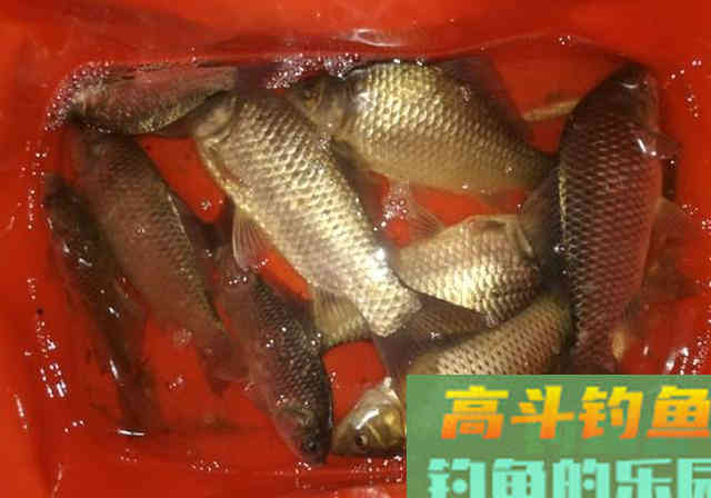 春季钓鱼必修课分享！想钓好鱼，建议学习看看