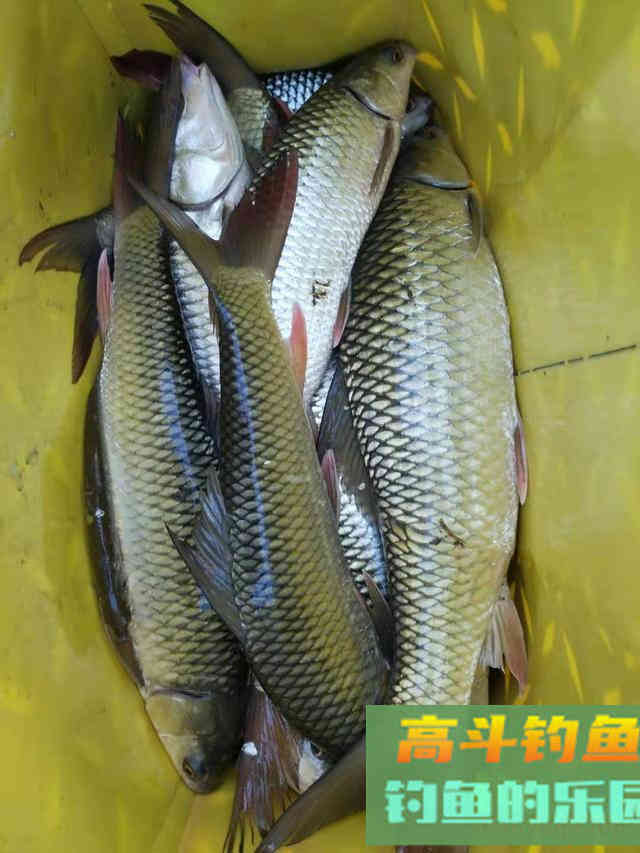 春钓鲮鱼全攻略，相差一点都不行