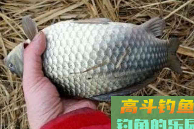 冬天别嫌鱼难钓，多数人没注意这3个细节