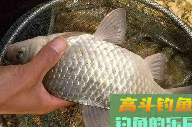 冬天太冷，鱼难钓到怀疑人生，庆幸老司机传授秘诀