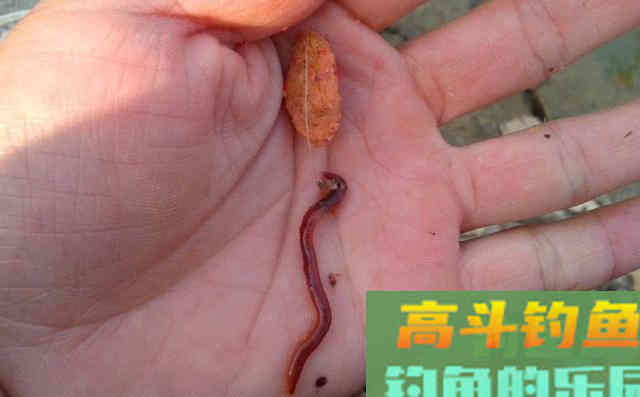秋季如何垂钓近水