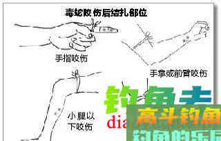 夏季夜钓，提防的不止是蛇与红火蚁
