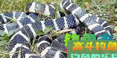 夏季夜钓，提防的不止是蛇与红火蚁