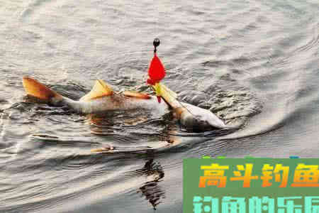 秋初钓鲢三大要素，全部做到，半小时内必有渔获
