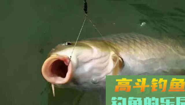入秋后野钓，子线放多长才合适呢