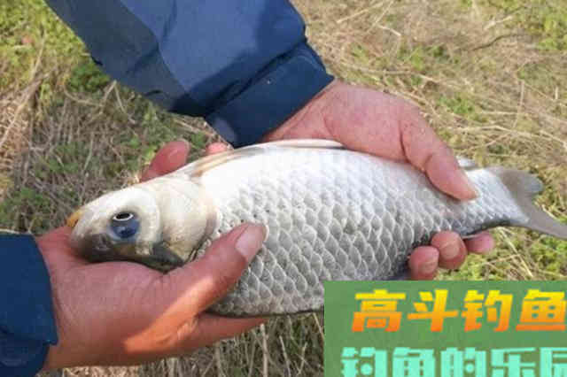 初春气温低，大板鲫就不好钓了？做好这三步