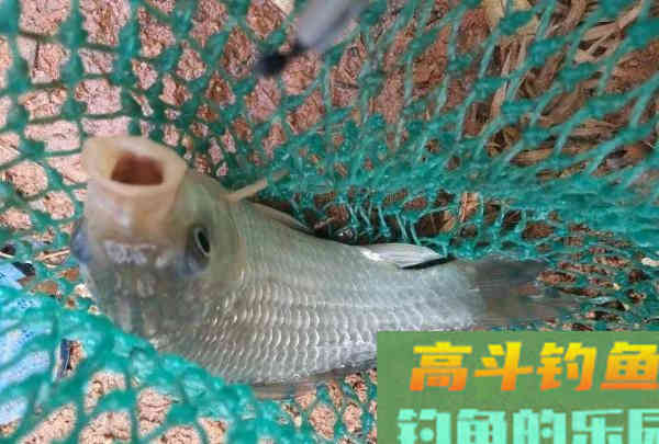 钓鱼人的春天，小钩细线享清欢。
