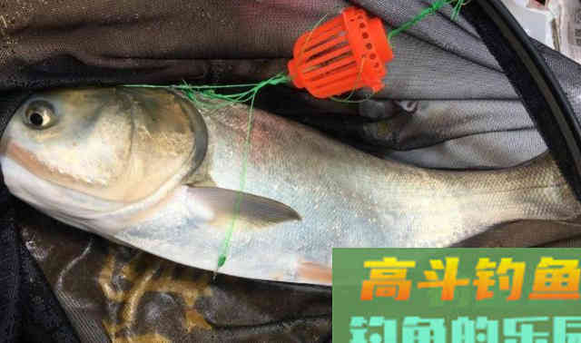 秋天过半，随着温度下降这九种鱼要钓不到了