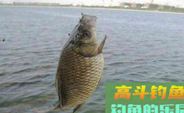 秋季鱼口变轻，用好这4招，即可轻松应对