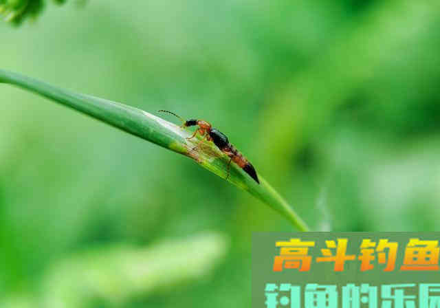 夏季钓鱼要注意，这2个小昆虫对人有致命威胁