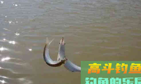 春末拉白条，打浮总没口，不妨试试这几招