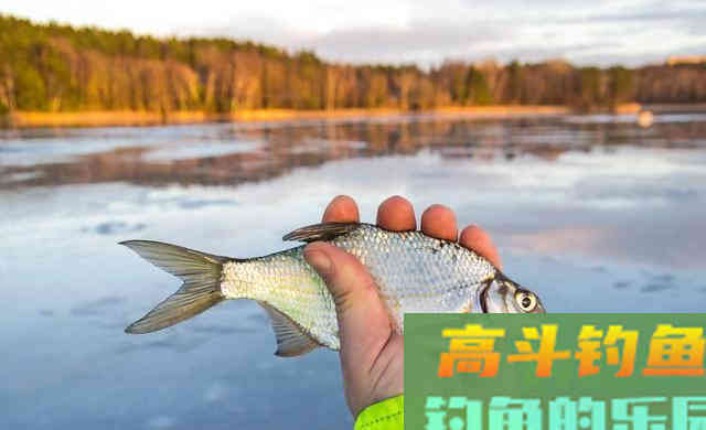 四季钓鱼有法则？傻，鱼不知道秋冬会降温