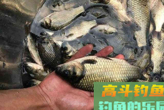 冬天冷，你确定大板鲫不上钩？用这3招搞定