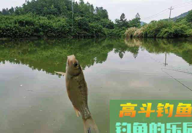 夏季野钓该用多长的鱼竿？早钓近、午钓远