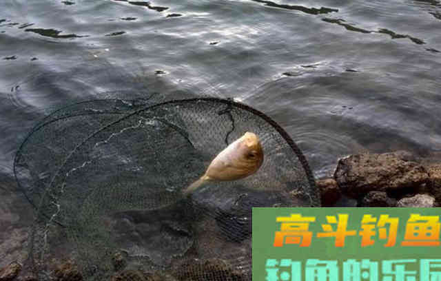 冬季钓鱼，鱼情发生了哪些变化？该如何应对呢