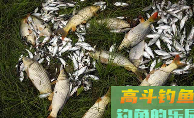 秋季野钓，用这些必胜法宝，爆护