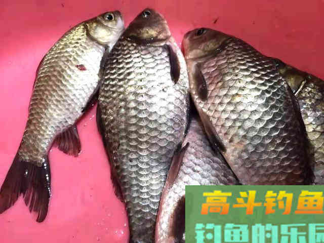 浅谈冬天刮风对钓鱼影响，有时刮风渔获反而好
