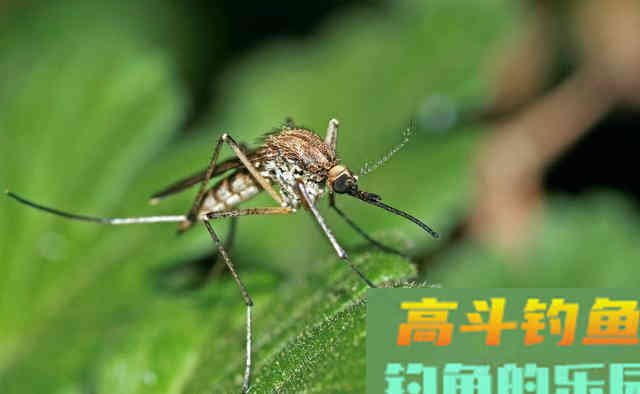 夏季夜钓鱼口虽好，不要忽视安全问题，安全是第一
