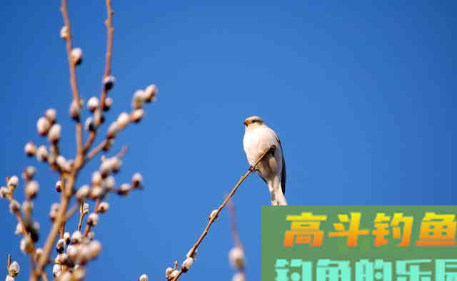 早春钓鱼，选择深浅的3个思路