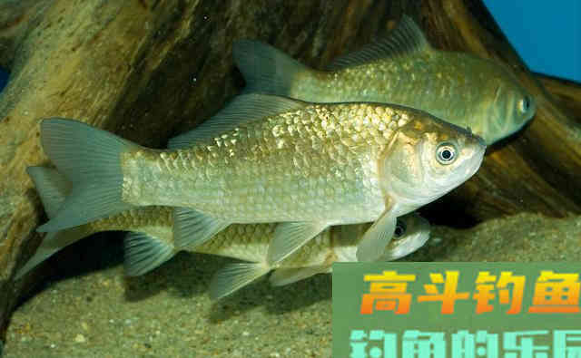 冬季居然是钓鲫鱼的黄金季节，应该钓深还是应该钓浅