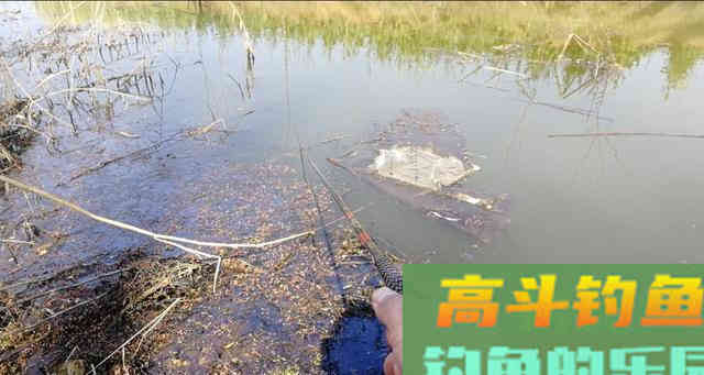 都说春季好钓鱼，可每次都是差强人意